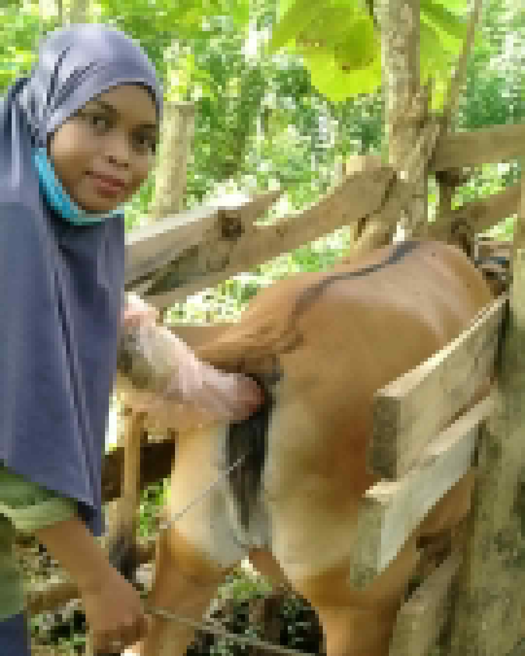 Pelaksanaan Inseminasi Buatan