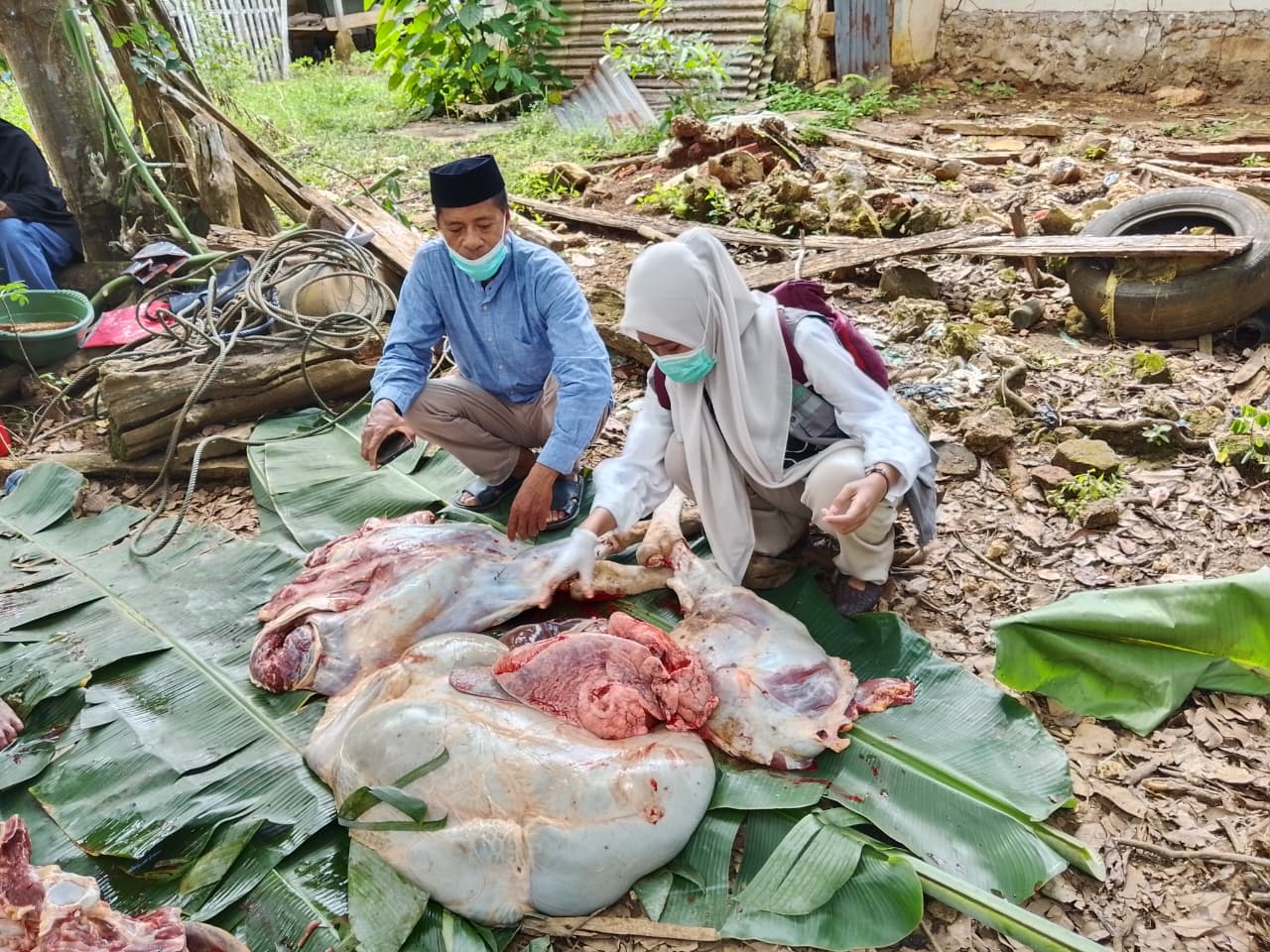 PEMERIKSAAN HEWAN KURBAN